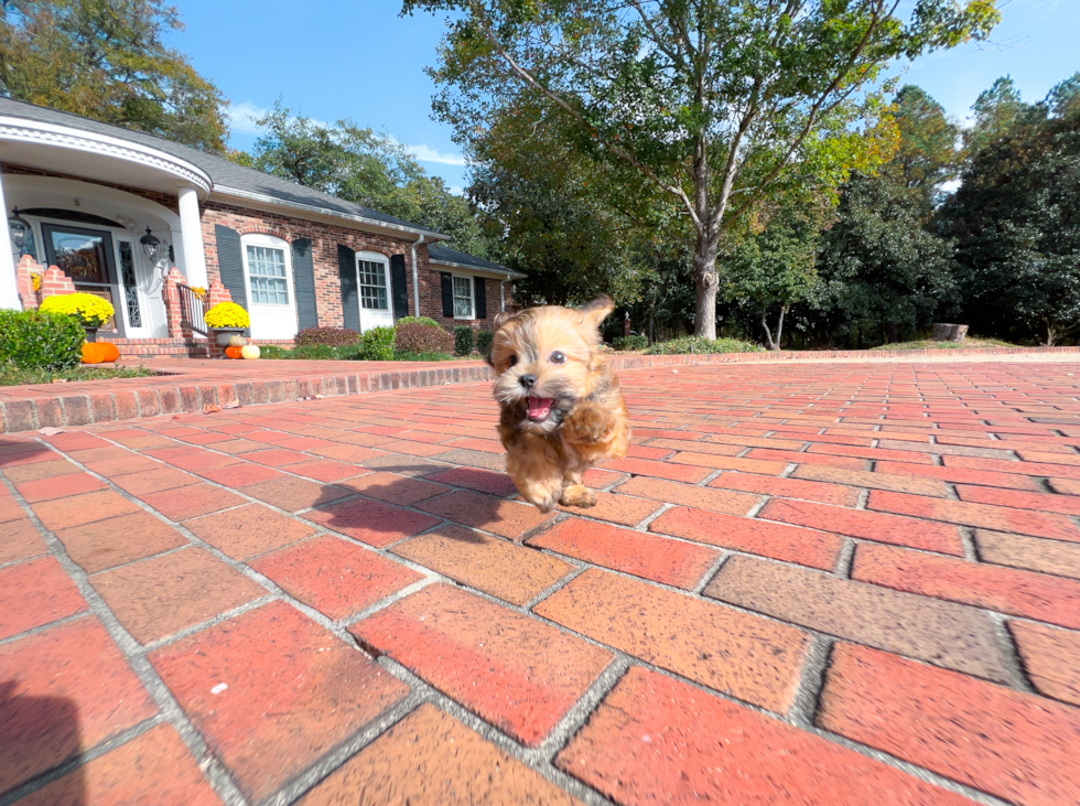 Teddy Bear Puppy for Adoption