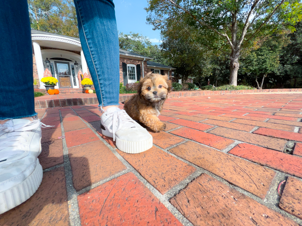 Teddy Bear Pup Being Cute