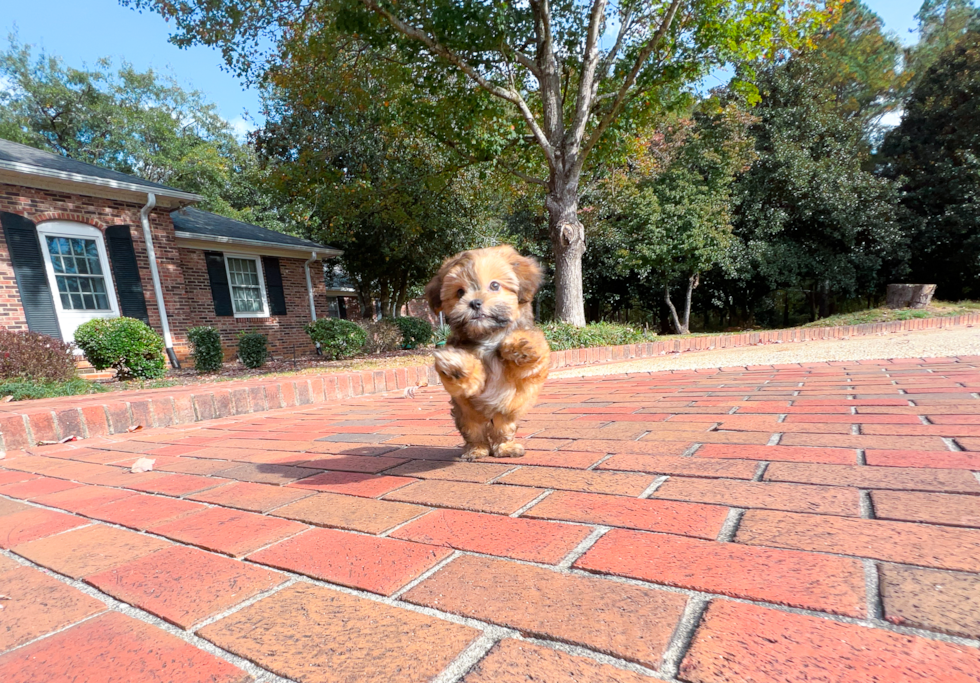 Teddy Bear Pup Being Cute