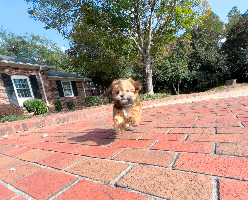 Cute Shichon Designer Puppy