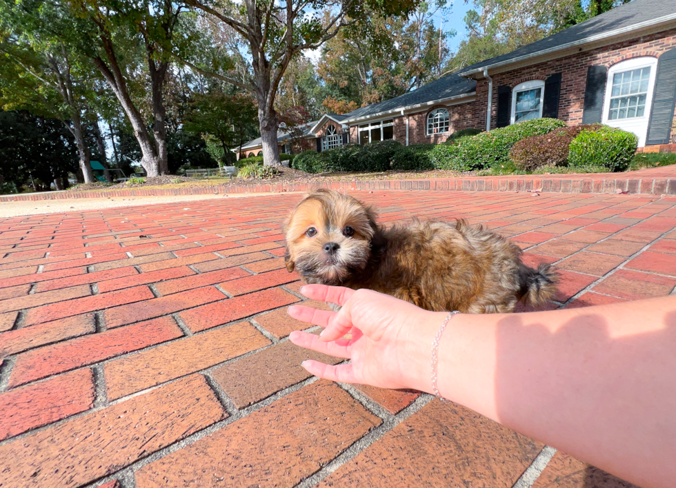 Teddy Bear Pup Being Cute