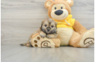 Teddy Bear Puppy for Adoption