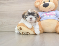 6 week old Teddy Bear Puppy For Sale - Simply Southern Pups