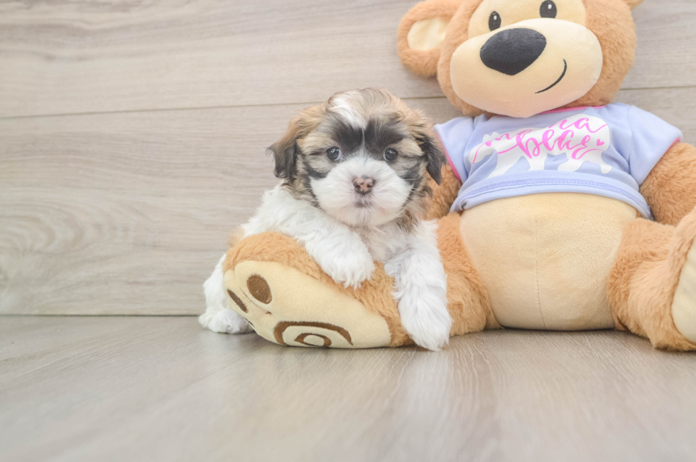 6 week old Teddy Bear Puppy For Sale - Simply Southern Pups