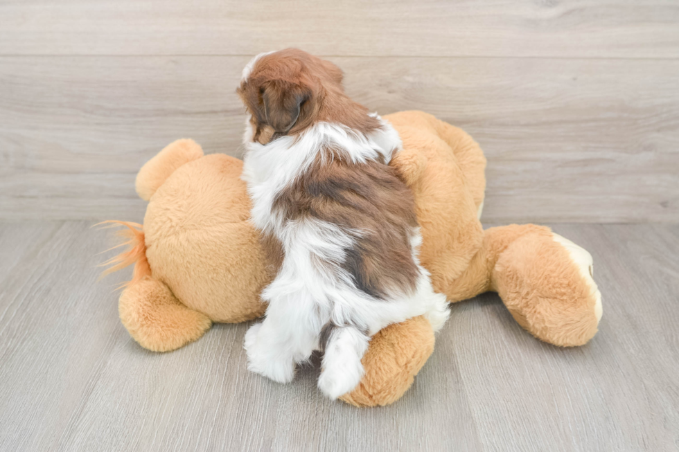 Teddy Bear Puppy for Adoption