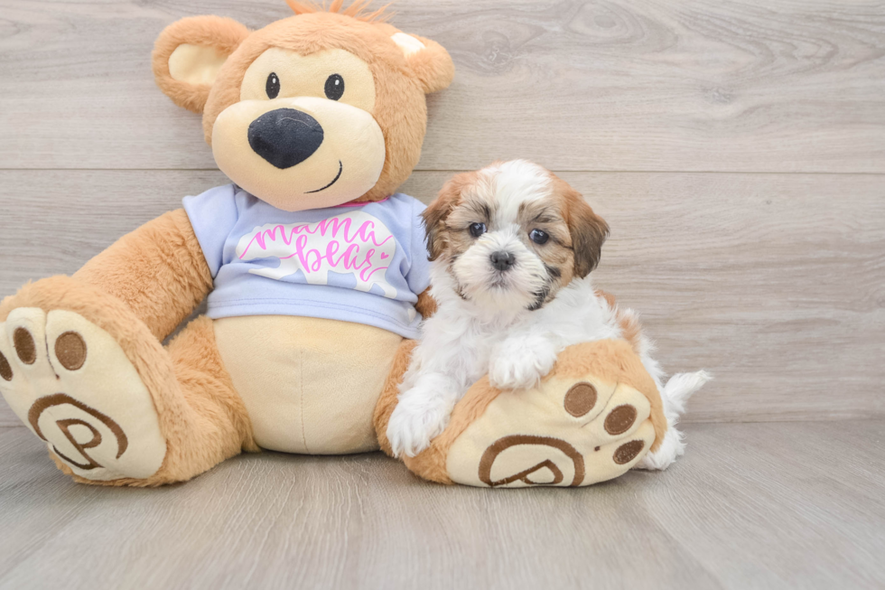 Small Teddy Bear Baby