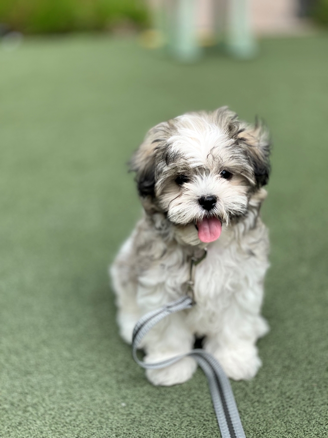 teddy bear puppies shichon