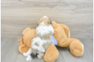 Funny Teddy Bear Designer Pup