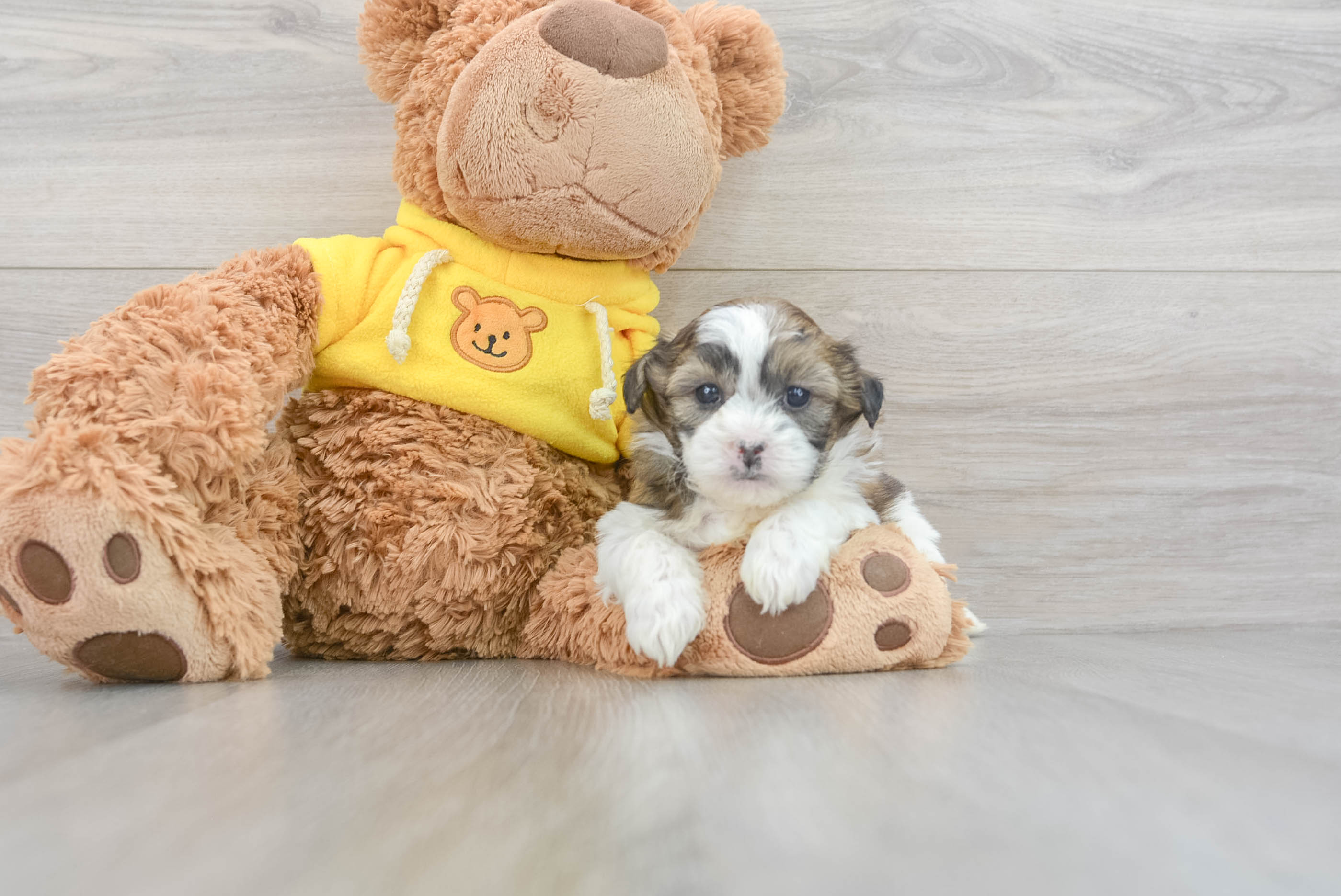 Baby teddy bear clearance dog