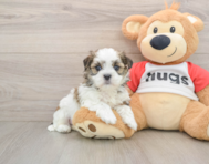 8 week old Teddy Bear Puppy For Sale - Simply Southern Pups