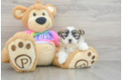 Popular Teddy Bear Designer Pup