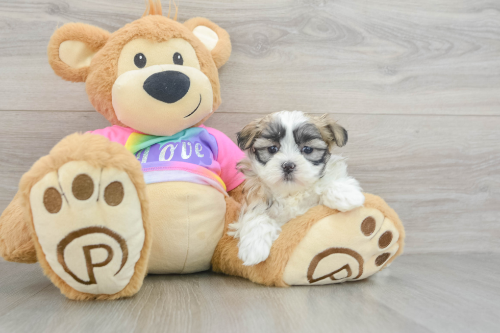 Popular Teddy Bear Designer Pup