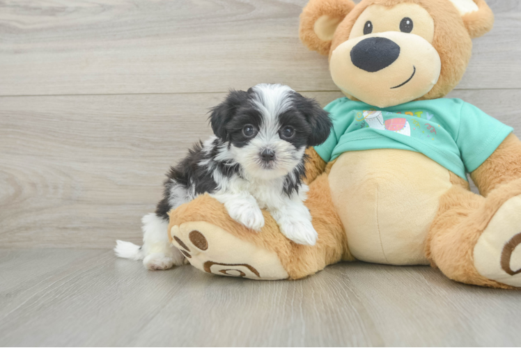 Teddy Bear Pup Being Cute