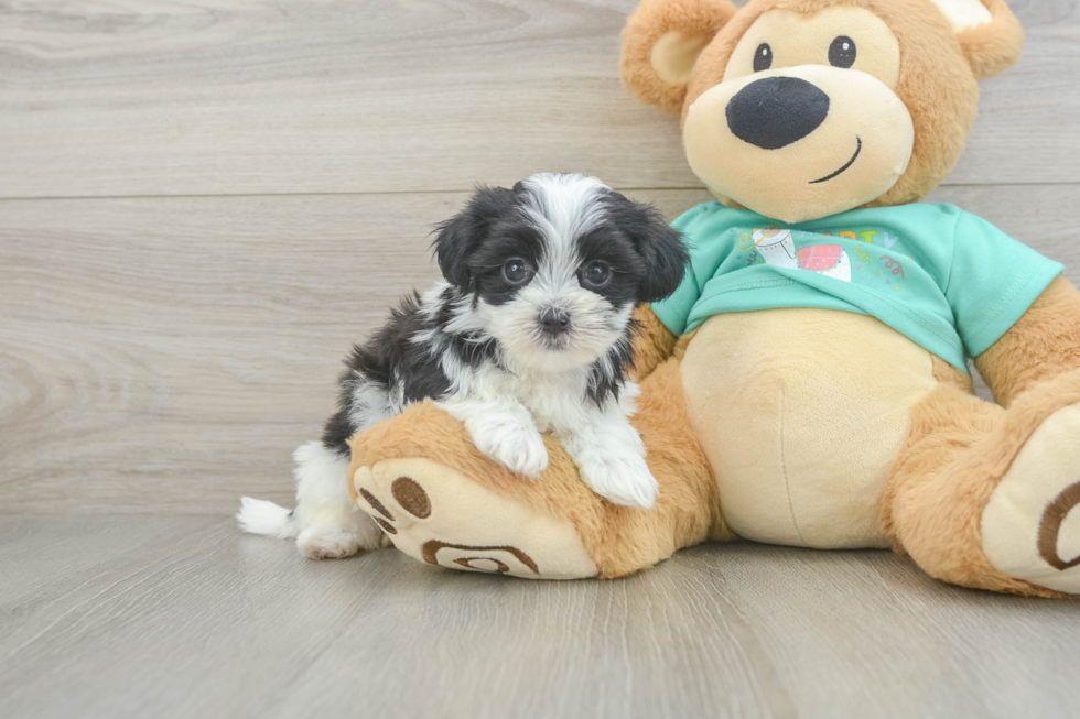 Teddy Bear Pup Being Cute