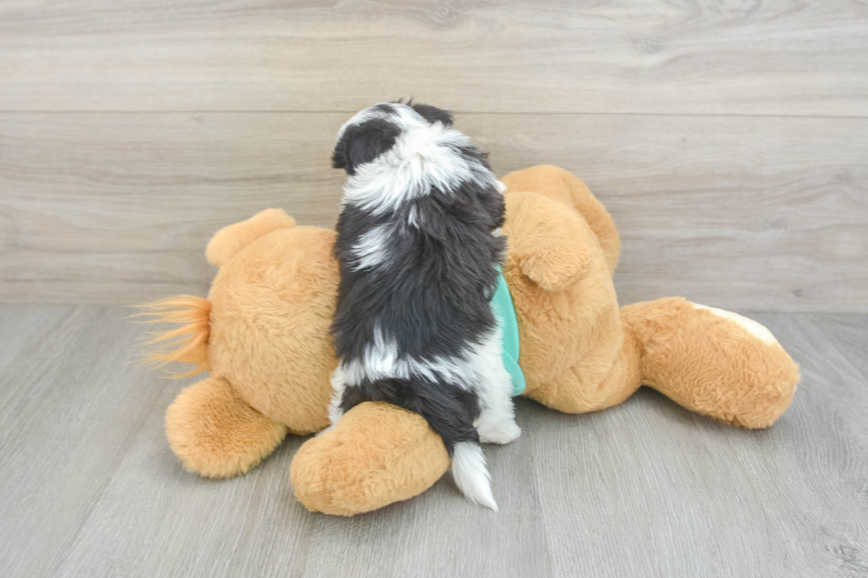 Happy Teddy Bear Baby