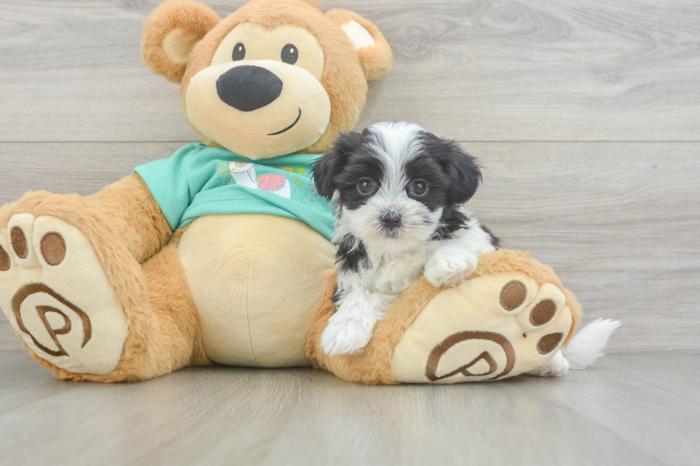 Popular Teddy Bear Designer Pup