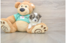 Best Teddy Bear Baby