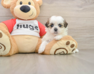 7 week old Teddy Bear Puppy For Sale - Simply Southern Pups