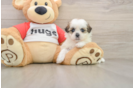 Teddy Bear Pup Being Cute