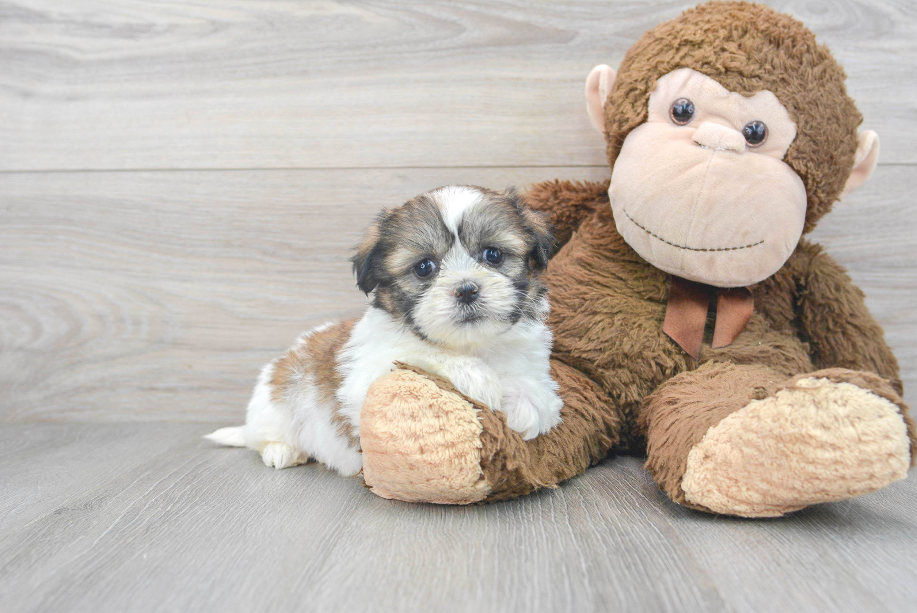 Mini teddy bear clearance puppy