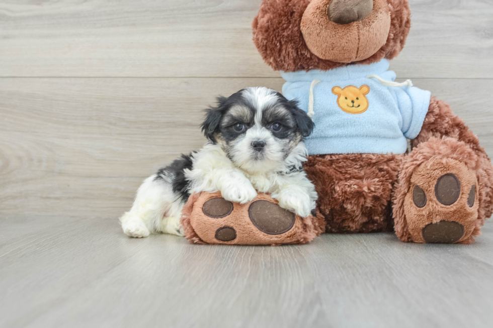 Teddy Bear Pup Being Cute