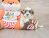 7 week old Teddy Bear Puppy For Sale - Simply Southern Pups