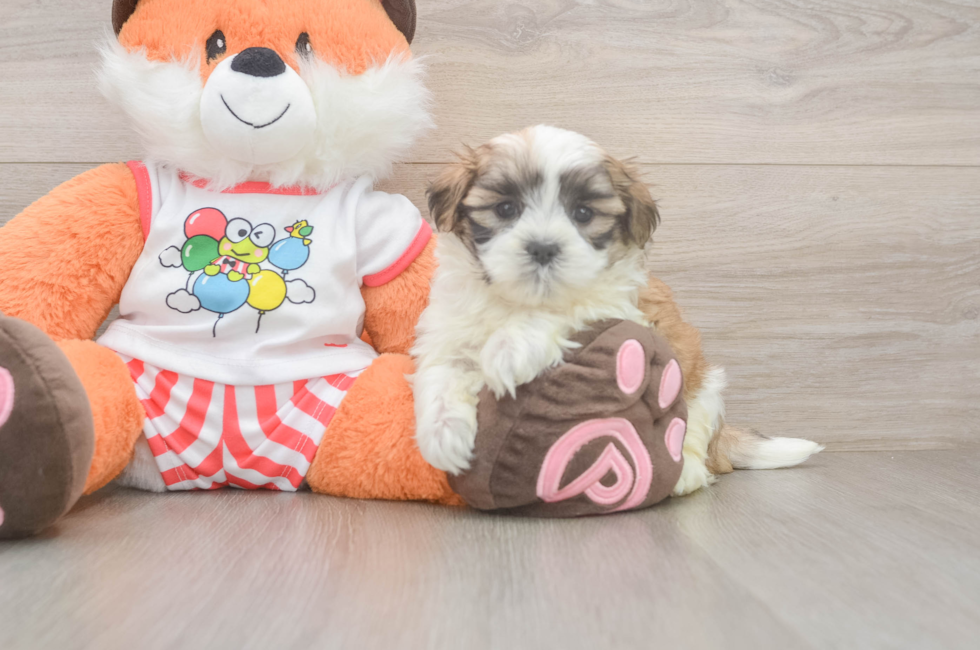 5 week old Teddy Bear Puppy For Sale - Simply Southern Pups