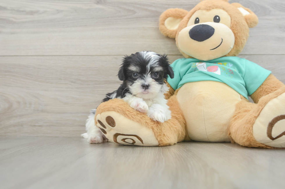 5 week old Teddy Bear Puppy For Sale - Simply Southern Pups