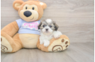 Funny Teddy Bear Designer Pup