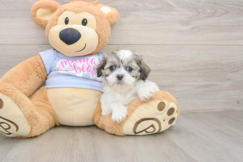 Funny Teddy Bear Designer Pup