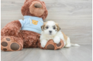 Teddy Bear Puppy for Adoption