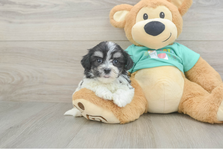 Sweet Teddy Bear Baby