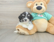 7 week old Teddy Bear Puppy For Sale - Simply Southern Pups