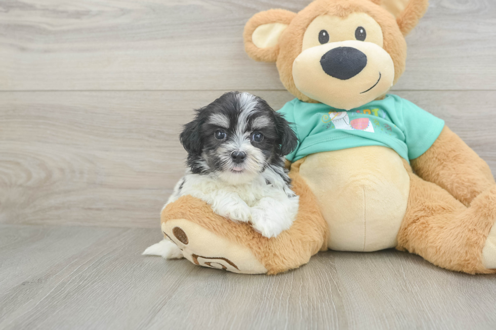 Sweet Teddy Bear Baby