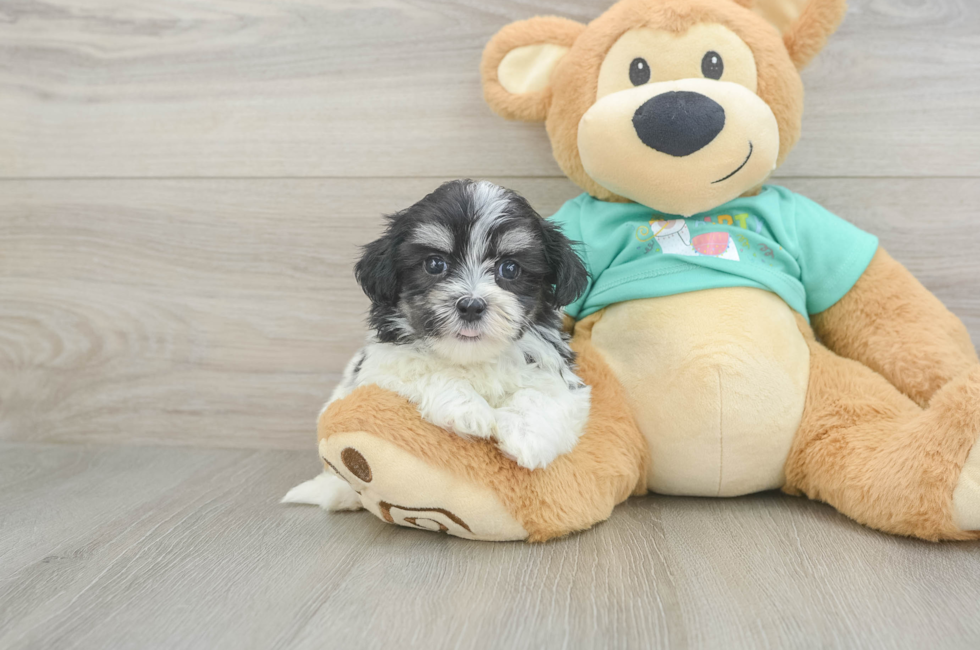 5 week old Teddy Bear Puppy For Sale - Simply Southern Pups