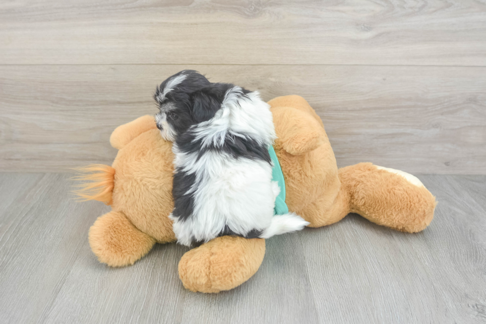 Smart Teddy Bear Designer Pup
