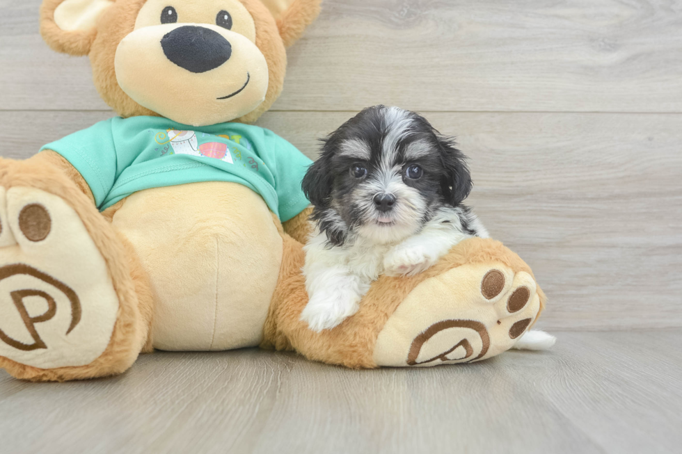 Best Teddy Bear Baby