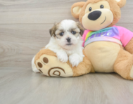 6 week old Teddy Bear Puppy For Sale - Simply Southern Pups
