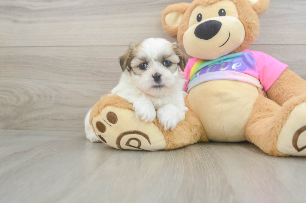 5 week old Teddy Bear Puppy For Sale - Simply Southern Pups