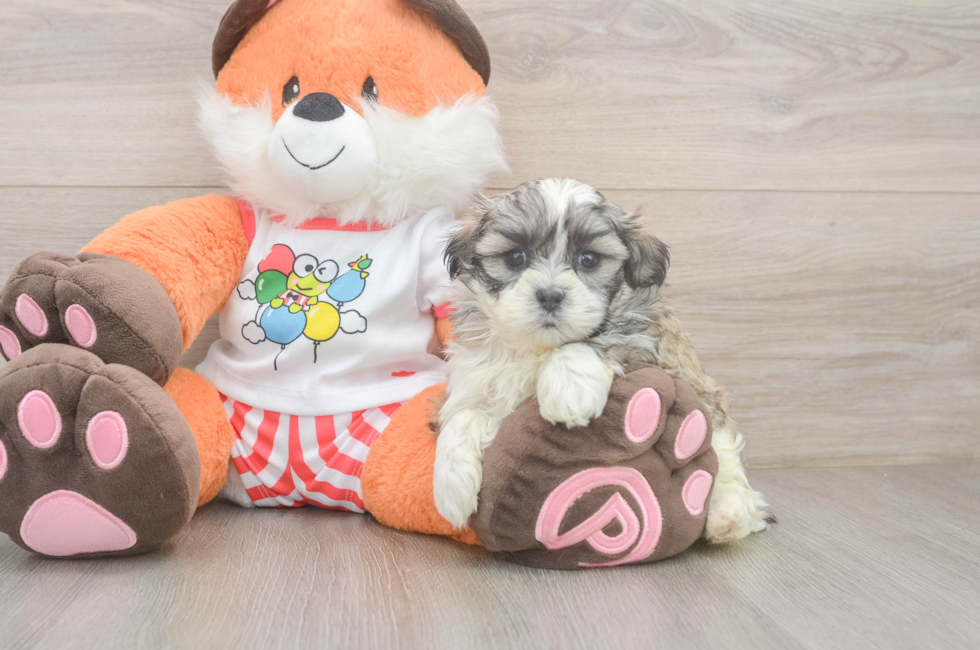 5 week old Teddy Bear Puppy For Sale - Simply Southern Pups