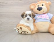 6 week old Teddy Bear Puppy For Sale - Simply Southern Pups