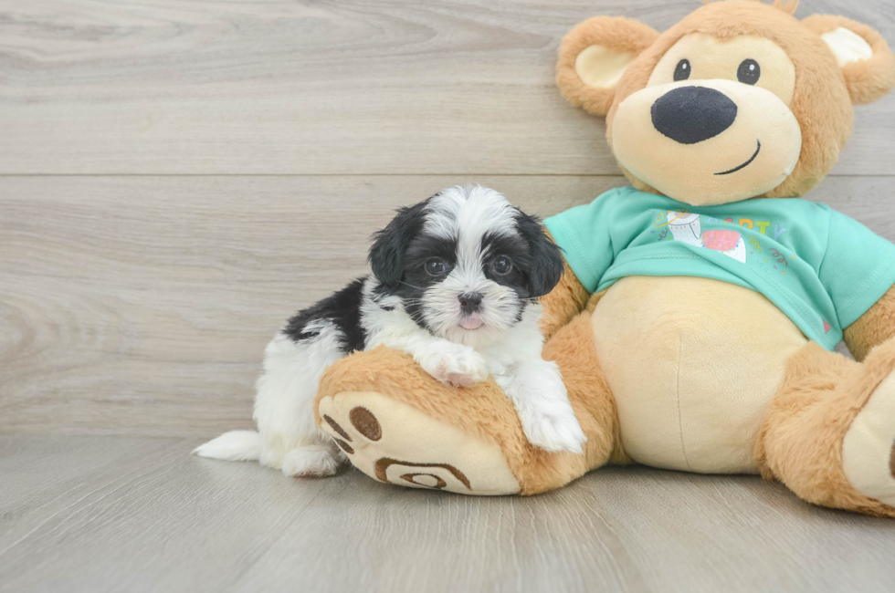 5 week old Teddy Bear Puppy For Sale - Simply Southern Pups