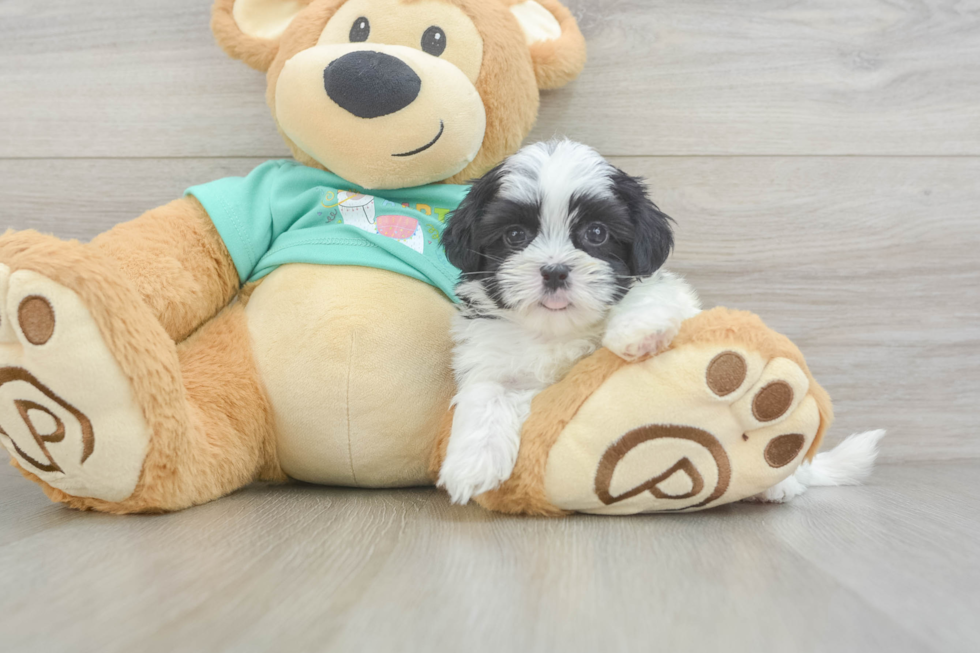 Small Teddy Bear Baby