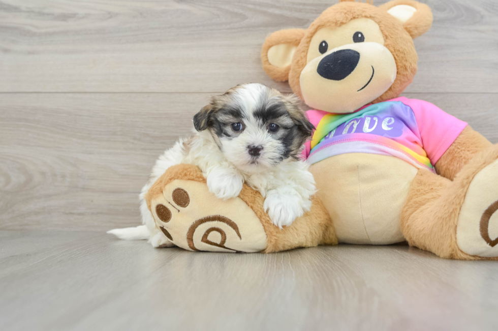 Teddy Bear Puppy for Adoption