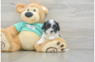 Cute Teddy Bear Baby