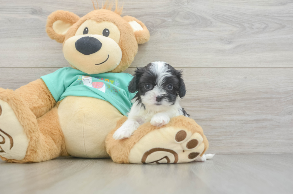 5 week old Teddy Bear Puppy For Sale - Simply Southern Pups