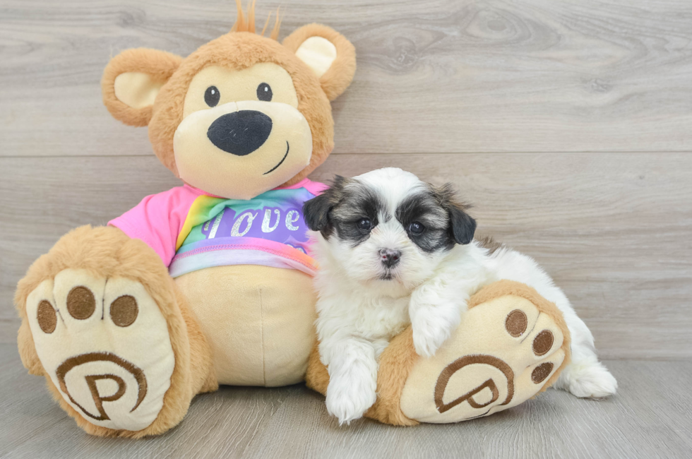 6 week old Teddy Bear Puppy For Sale - Simply Southern Pups