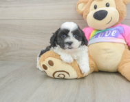 6 week old Teddy Bear Puppy For Sale - Simply Southern Pups