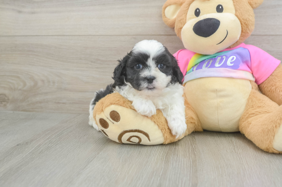 5 week old Teddy Bear Puppy For Sale - Simply Southern Pups