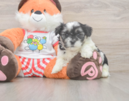 7 week old Teddy Bear Puppy For Sale - Simply Southern Pups
